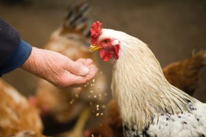 A chicken possibly carrying interferon is fed by hand, biology