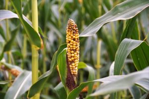 Diseased corn growing may have interferons, immunology