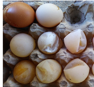 Diseased or abnormal eggs sit in a carton, Healthcare